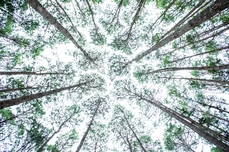 Vertical perspective within a dense forest of pine trees with windyの写真素材