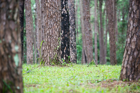 pine forest, pinery, Pine Treeの写真素材