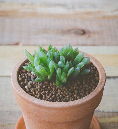 Cactus in pot for decorated over wooden background, vintage soft toneの写真素材