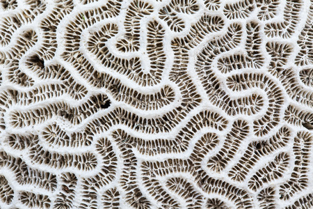 texture and closeup of white coral rockの写真素材