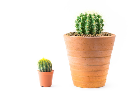 Close up of shaped cactus with long thorns on clay pots white background.の写真素材
