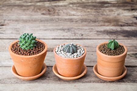 Vintage color soft light tone of cactus in Clay pots on wooden background. Image has shallow depth of field.の写真素材