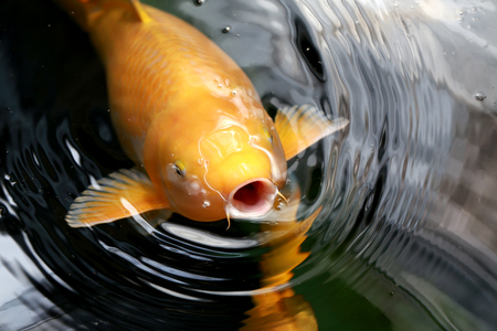 Perky carp fish in a pond swimming up to see if there is any food in a shady pond.の写真素材