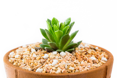 Echeveria agavoides in Clay potsの写真素材