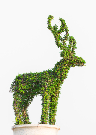 bonsai tree with Trim a deer in pot Isolated on white backgroundの写真素材