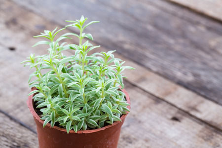 young plant in pot isolated on wooden backgroundの写真素材
