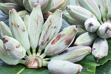 fresh green banana on banana leafs. Thailand has several comb.の写真素材