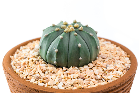 Astrophytum myriostigma cactus in a clay pots on white background.の写真素材