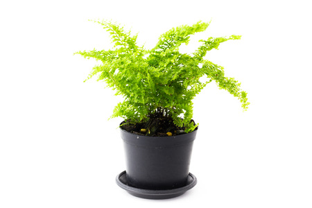 soft light tone of Ferns are growing in black pots on white background.の写真素材
