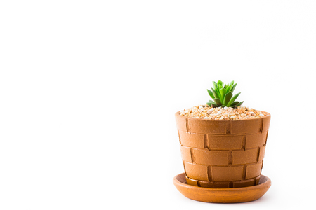 little Green Sedum : succulent plant a kind of Cactus in Clay potsの写真素材