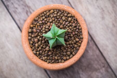 Vintage color soft light tone of cactus in Clay pots on wooden background. Image has shallow depth of field.の写真素材