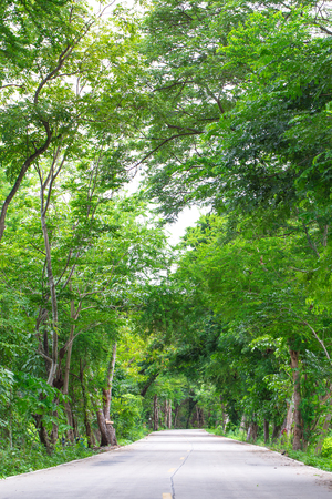 beautiful Landscape of straight concrete road under the treeの写真素材