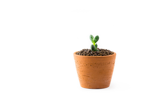 little Green Sedum : succulent plant a kind of Cactus in Clay pots on white backgroundの写真素材