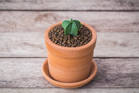 little Green Sedum : succulent plant a kind of Cactus in Clay pots on wooden backgroundの写真素材