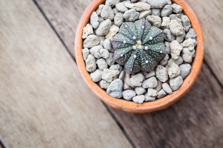 soft light tone of cactus in Clay pots on wooden background. Image has shallow depth of field.の写真素材