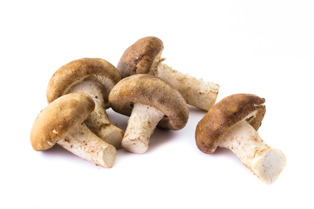 fresh Shiitake mushroom on the White backgroundの写真素材