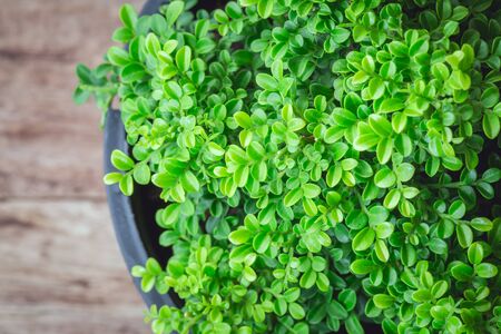 Small decorative tree on wooden background, little green Tree in the potsの写真素材