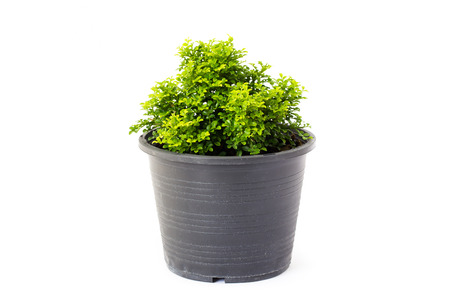 Small decorative tree on wooden background, little green Tree in the potsの写真素材