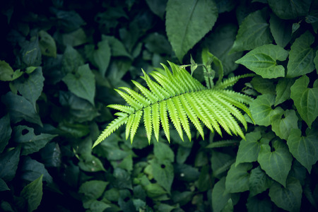 close-up of a leaves fern plant in the forest.の写真素材