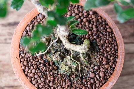 roots Small bonsai tree in the clay pots on wooden floor.の写真素材