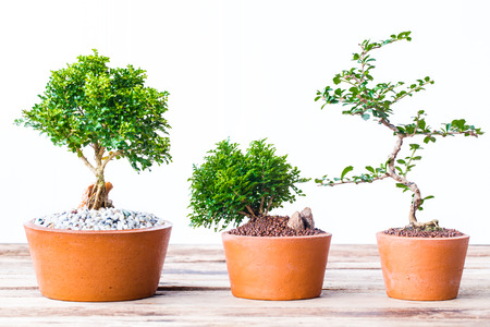 Small decorative tree on wooden floor, Small bonsai tree in the clay potsの写真素材