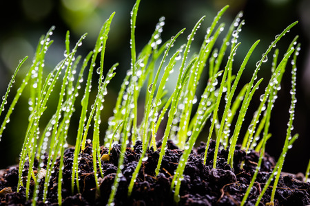 Young rice seedling growing in a soilの写真素材