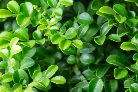 little green leafs pattern background.の写真素材