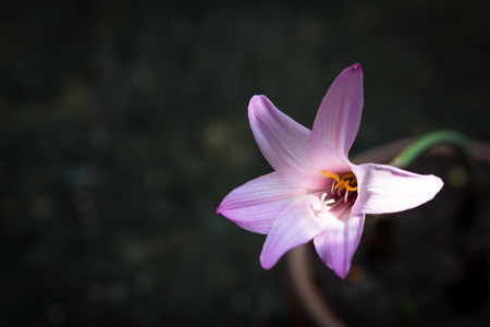 pink rain lily flower black background, ZephyranthesSelect focusの写真素材