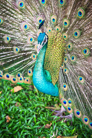 Peacock in full feather, peafowlの写真素材