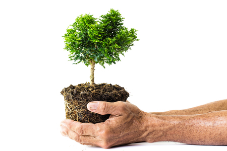 Abstract man hands holding a little growing plant, ecology conceptの写真素材