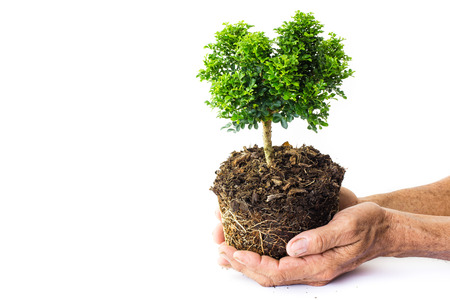 Abstract man hands holding a little growing plant, ecology conceptの写真素材
