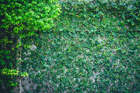 vintage tone of Green Creeper Plant on a White Wall Beautiful Backgroundの写真素材