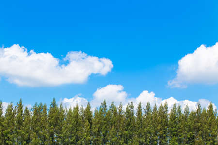 soft light sunny day, Tops of pine trees with blue sky backgroundの写真素材