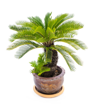 Palm tree cycas revoluta in clay pots isolated on white background, used for in interiors home, garden and park decorationの写真素材