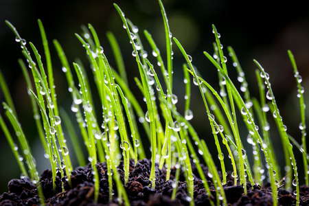 Young rice seedling growing in a soilの写真素材