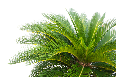 soft light green leaves of cycad plam tree plant white background.の写真素材