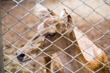 Deer in a Zooの写真素材