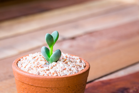 little Green Sedum : succulent plant a kind of Cactus in Clay potsの写真素材