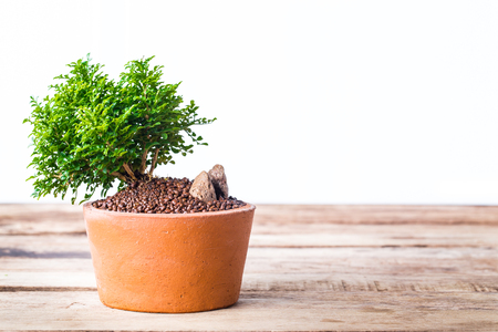 Small bonsai tree in the clay potsの写真素材