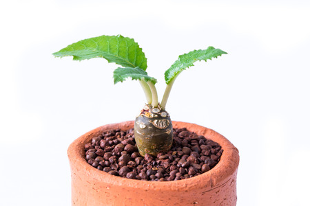 Abstract small cactus with thorns on clay pots white background.の写真素材