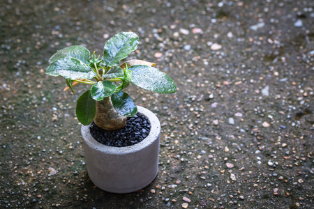 soft light tone with cactus in pot for decorate garden. vintage style picture.の写真素材