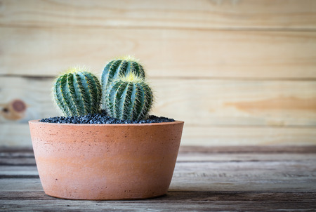 soft light tone with cactus in pot for decorate garden. vintage style picture.の写真素材