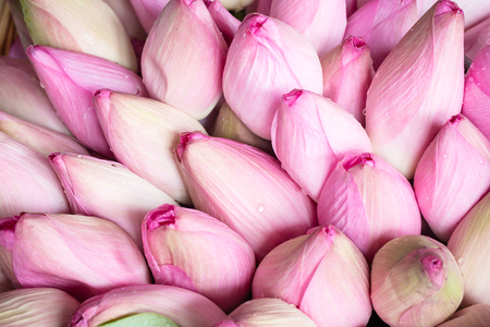 Beautiful pink lotus blooming in pond. closeup lily flower for background. Symbol of Buddhism.の写真素材
