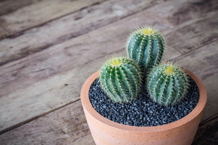 cactus in pot for decorate garden.の写真素材
