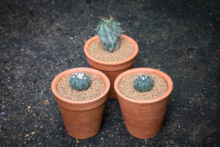 oft light tone with cactus in pot for decorate garden. vintage style picture.の写真素材