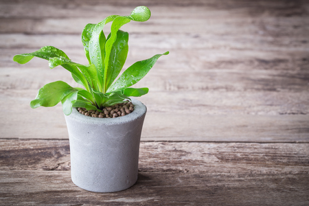 Small decorative tree on white background, Small bonsai tree in the clay potsの写真素材