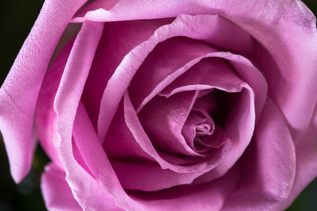 vintage tone of Pink roseの写真素材
