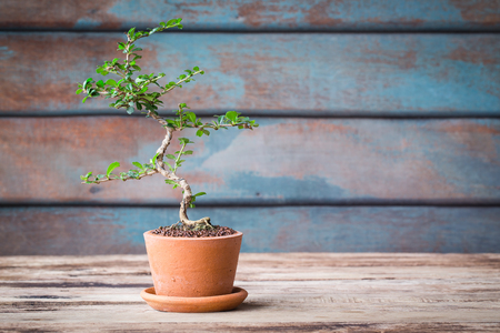 Small decorative tree on white background, Small bonsai tree in the clay potsの写真素材