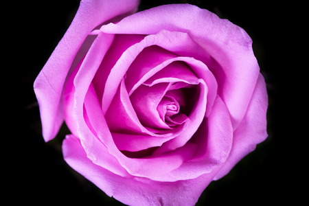 vintage tone of Pink roseの写真素材