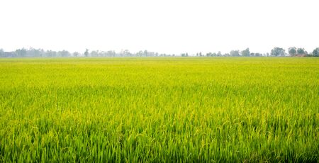 Agriculture rural life with ponds for rice farming, Green young rice plants are growing in paddy field. Agricultural lifestyle concept of Thailand.の写真素材